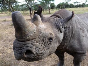 Rhinoceros in Africa on a game reserve.