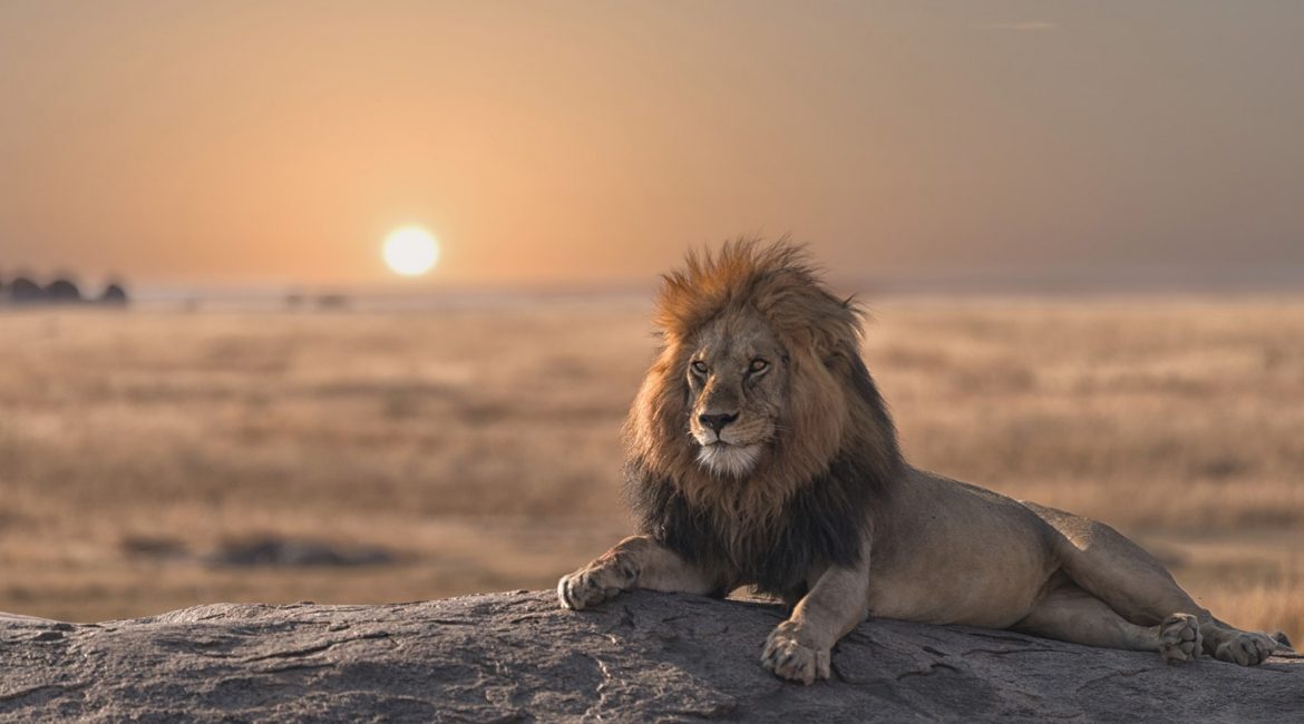 Lion in Africa lying down with a sunset in the background