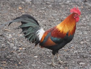 Rooster in Kauai, Hawaii