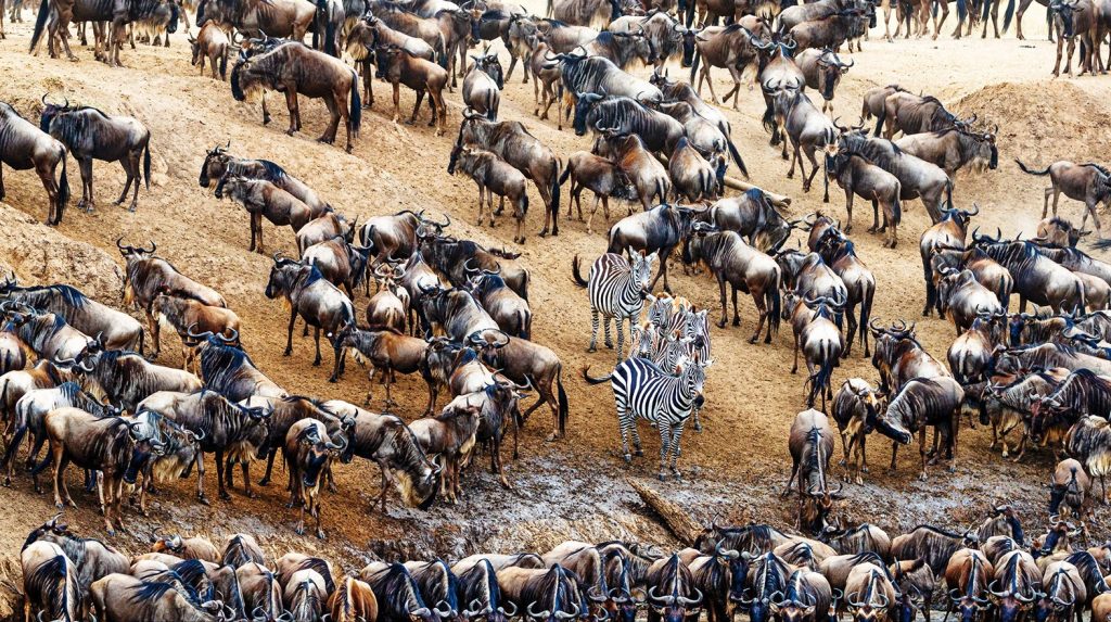 The great migration showing wildebeest and zebras.